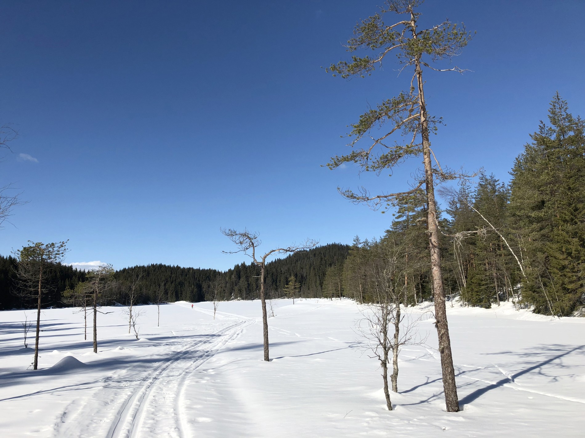 Strålende palmesøndag i Bærumsmarka