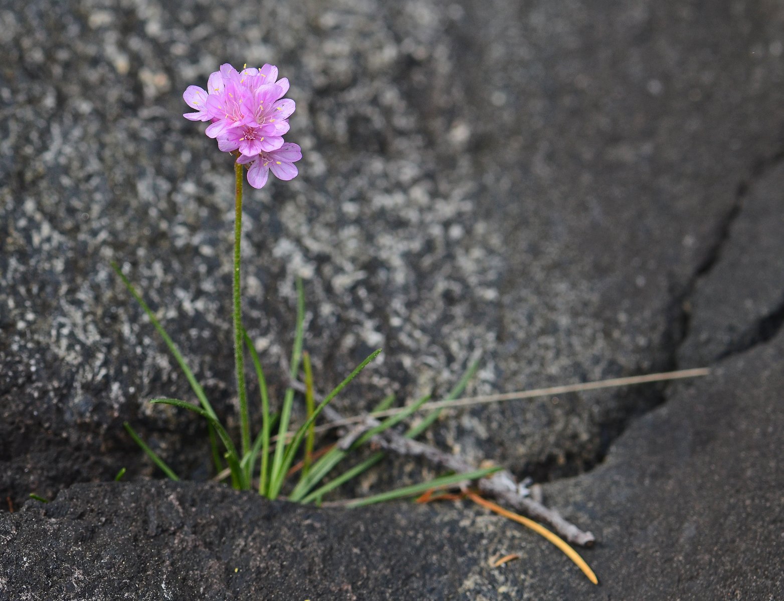 Strandnellik med karrige kår