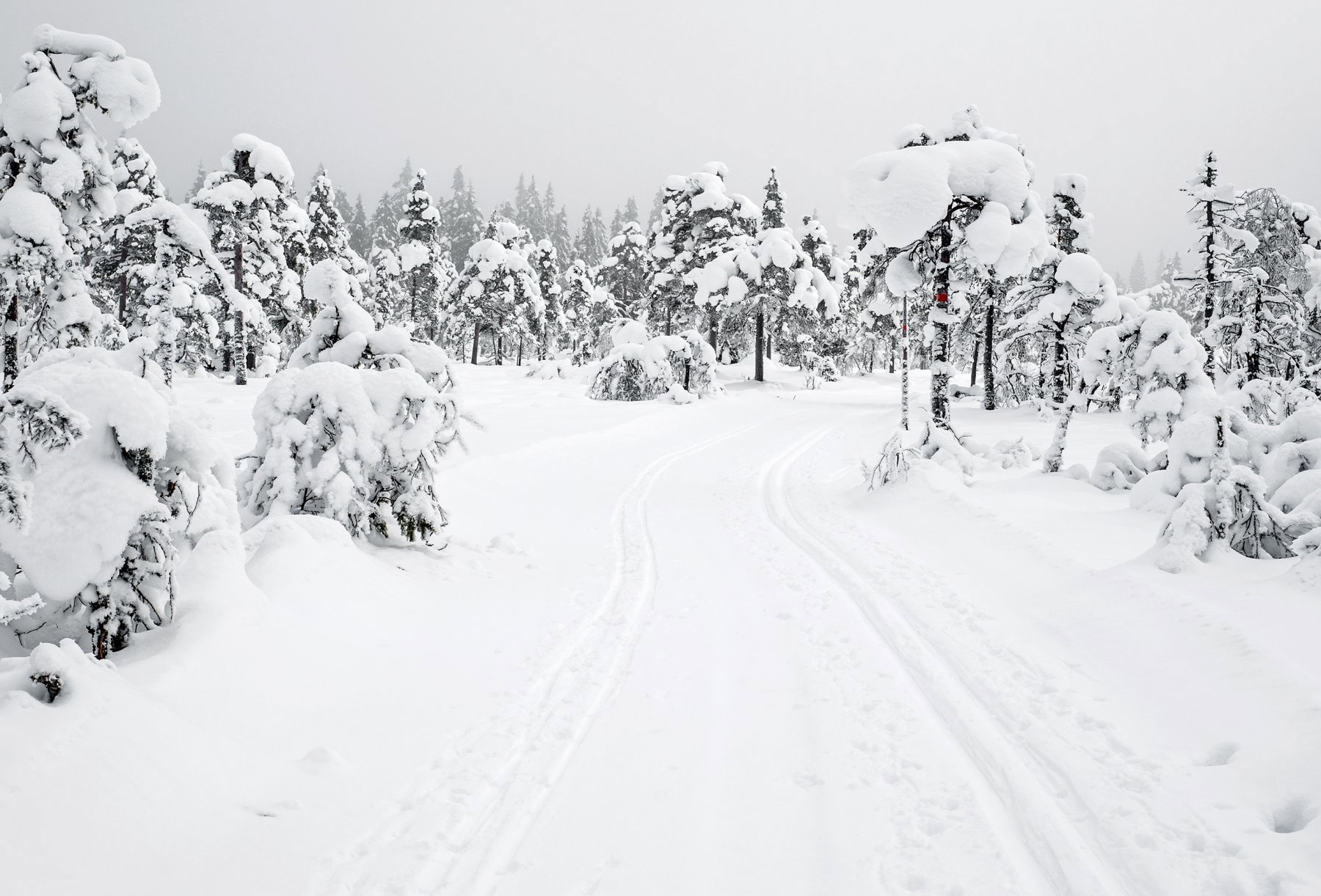 Svart/hvitt på Torgeseterhøgda