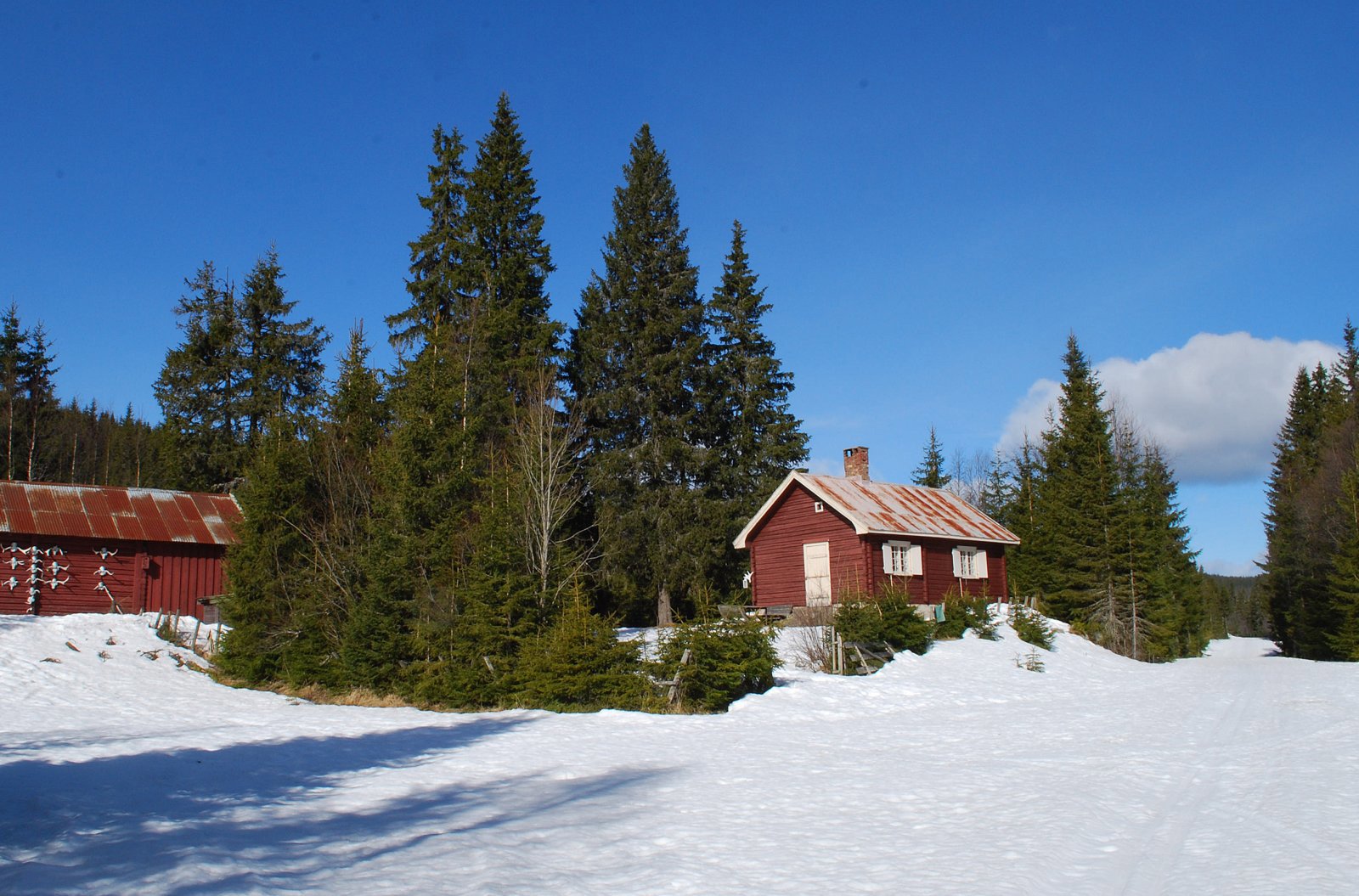 Svartungstua i aprilsol