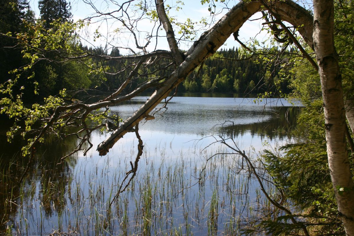 Svartvann