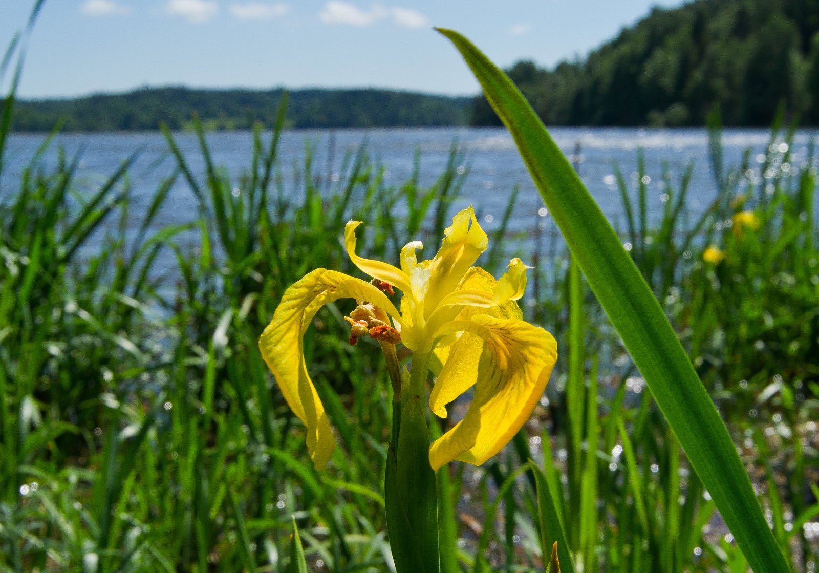 Sverdliljene blomstrer ved Årungen