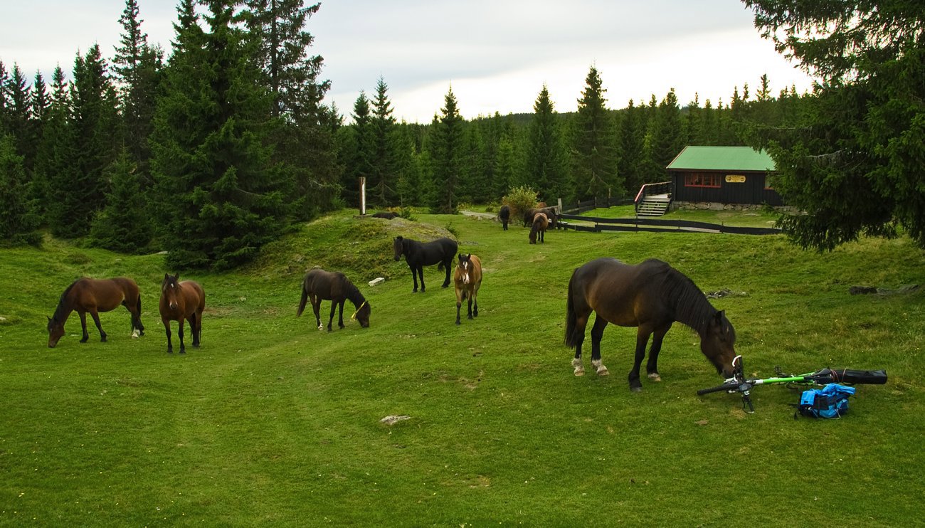 Sykkelinteresse på Sørsetra