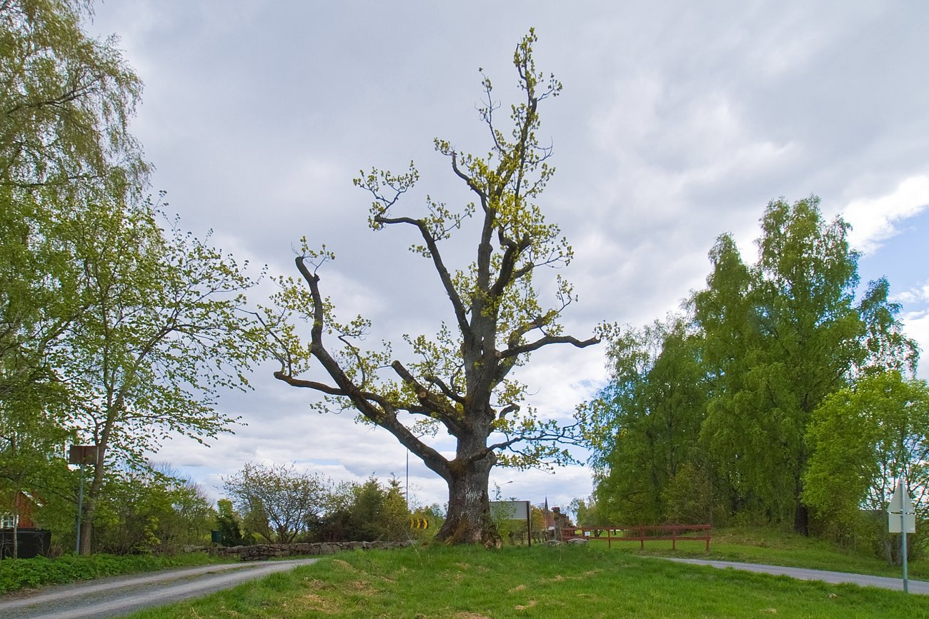 Tanumeikas vårlige nakenhet