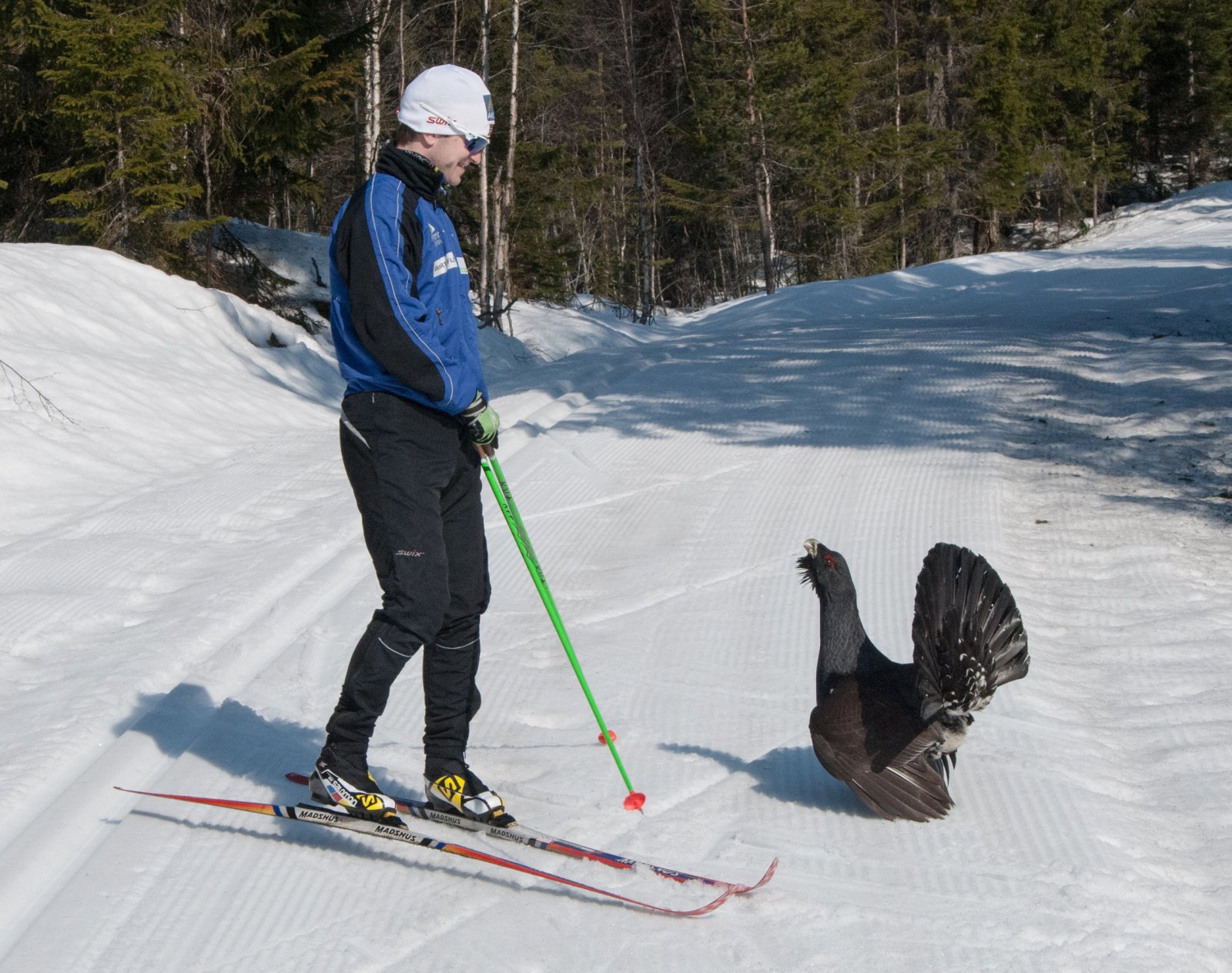 Tiur i skiløypa våren 2014