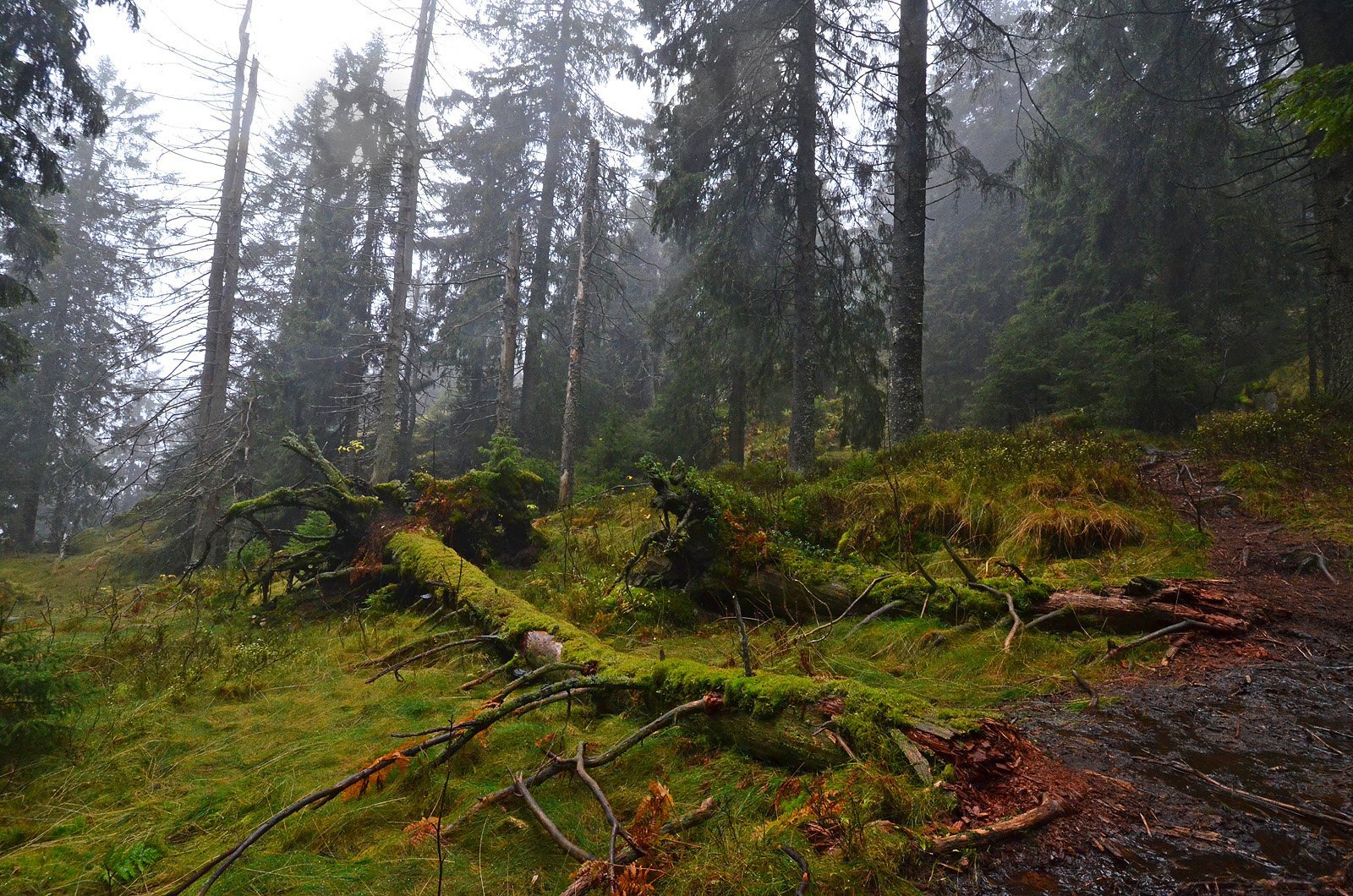 To falne kjemper i lia syd for Gaupekollen