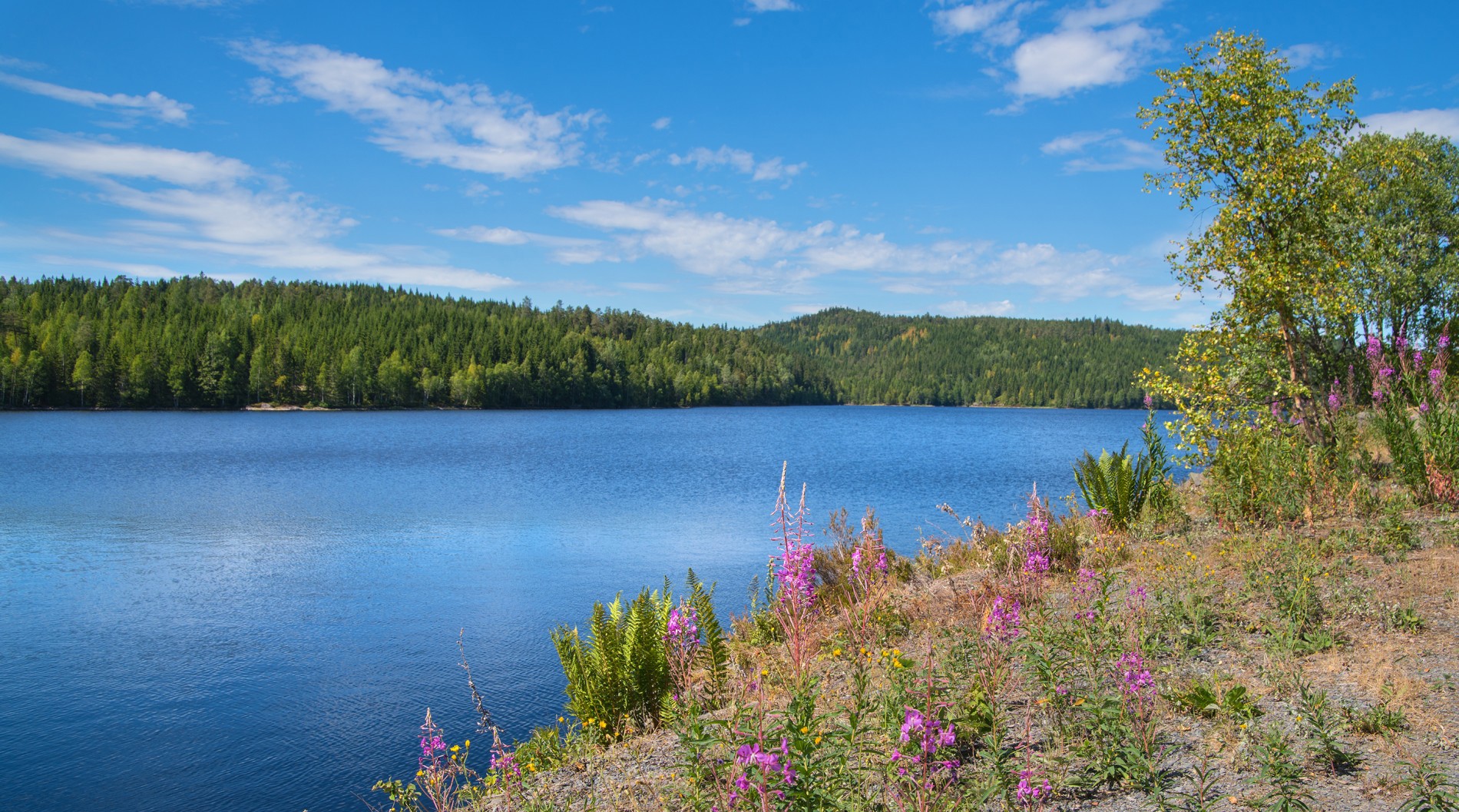Tørr julidag ved Byvann