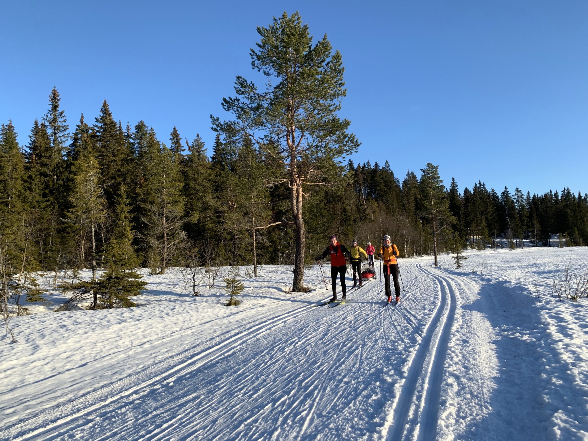 Treningsrunden fra Ringkollen, velstelt og populær!