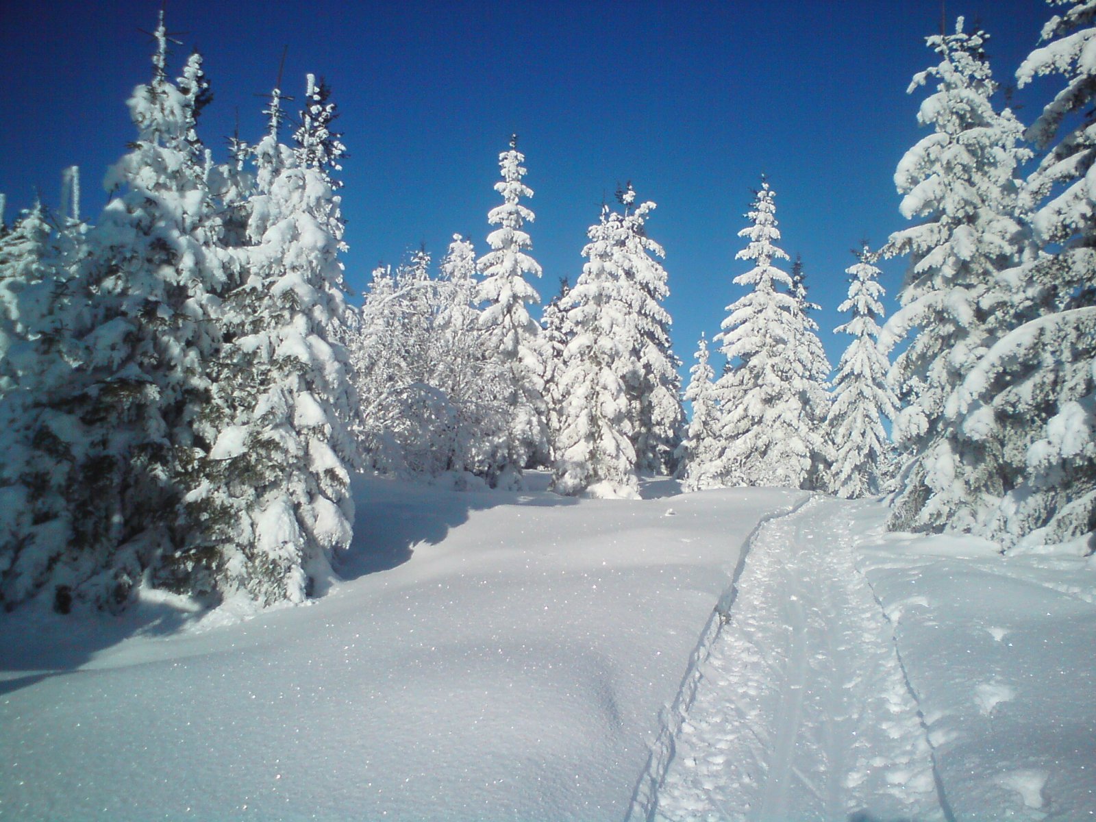 Tretjernsmyra mot Tempelvangen