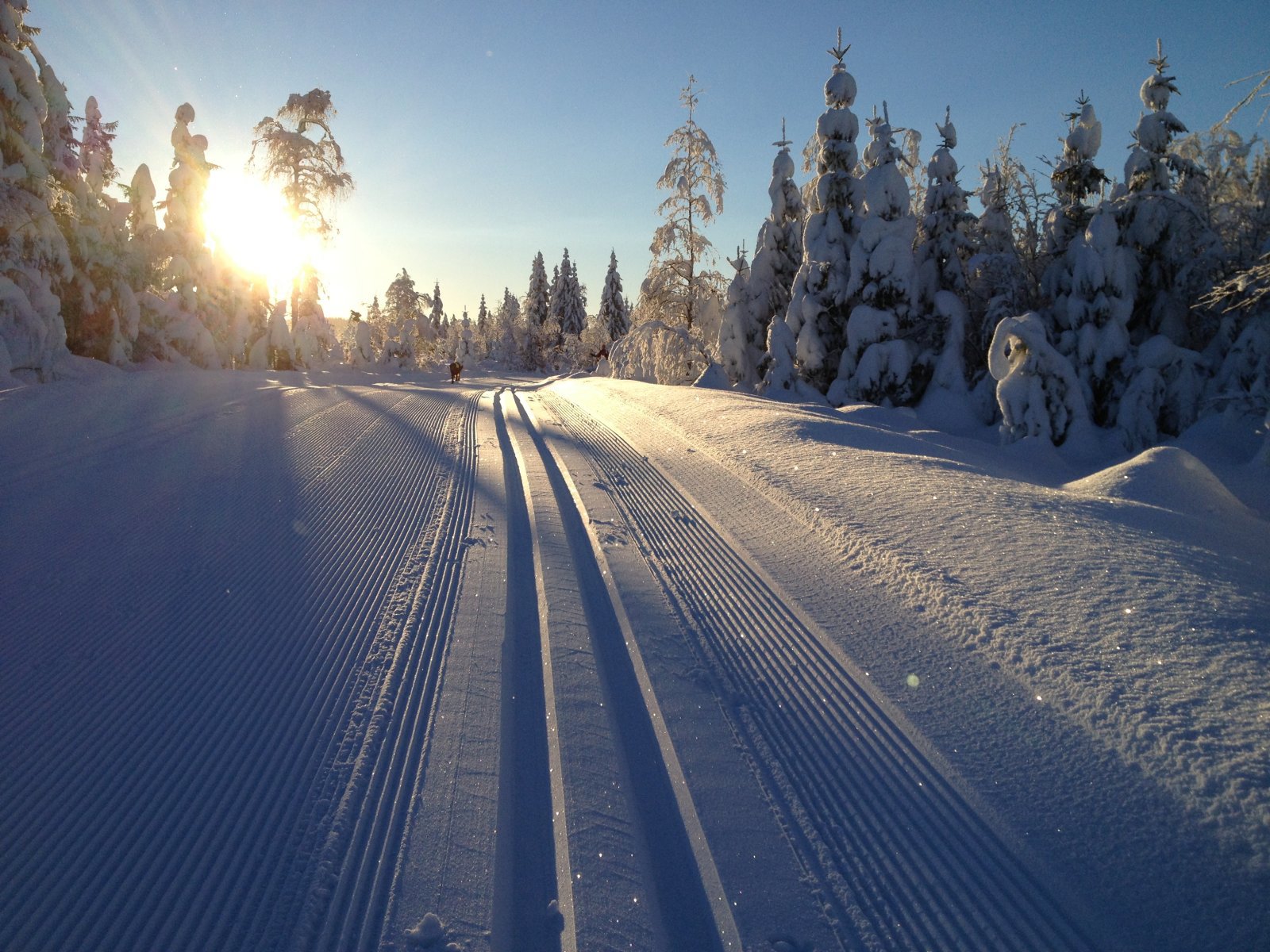 Trikkeskinner i solskinn