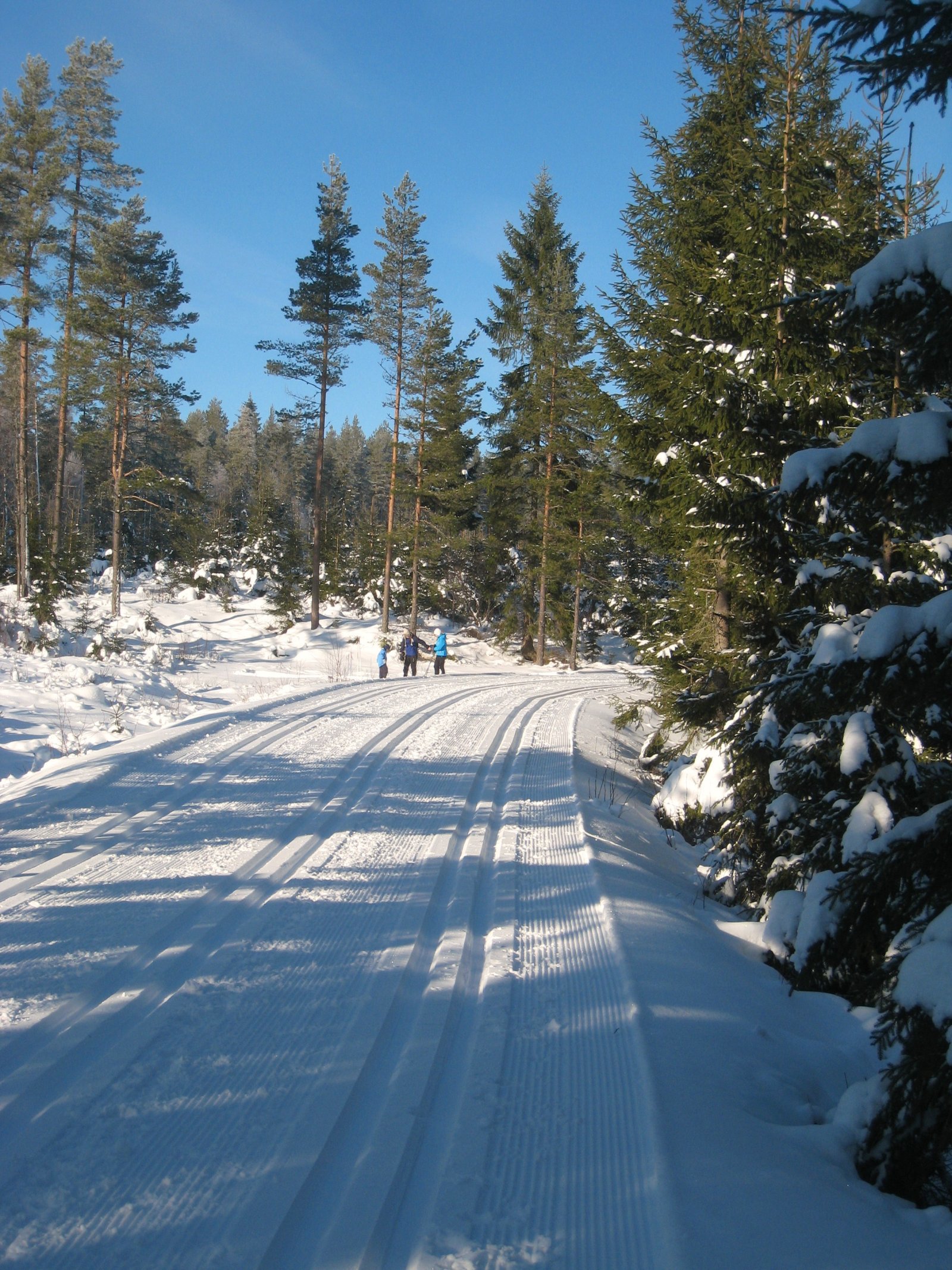 Trikkeskinner langs skogbilveg