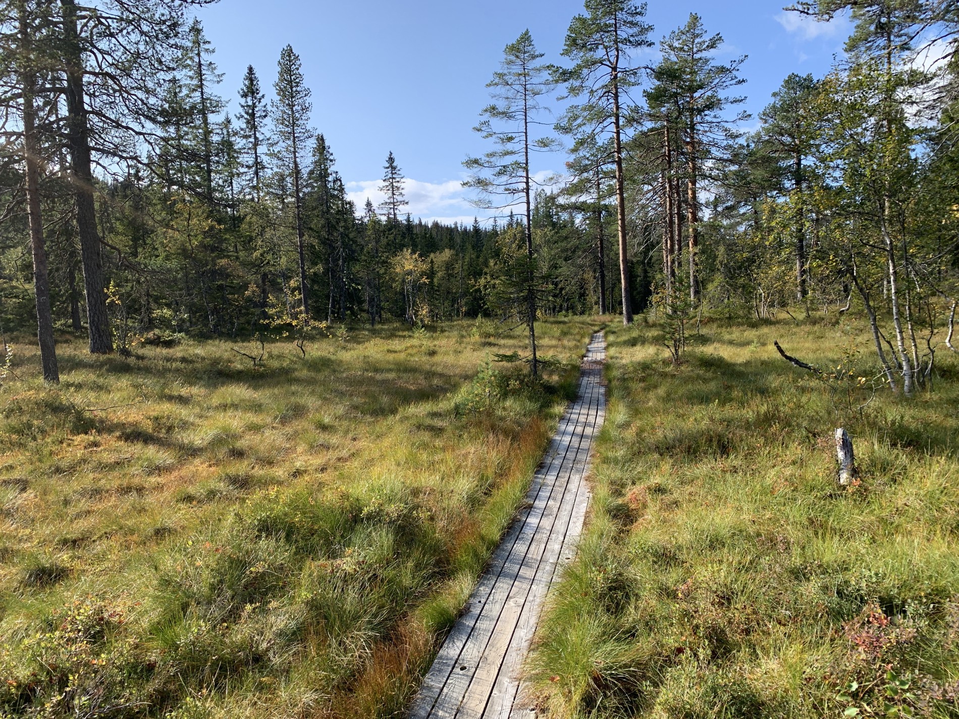 Trillestien ved Steinbutjern