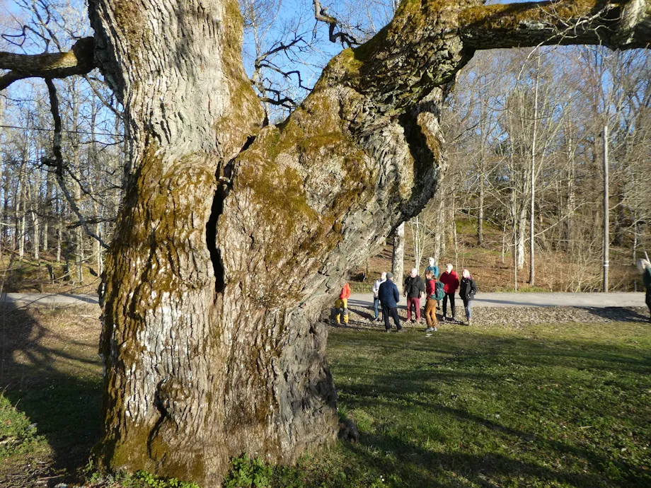Dette imponerende treet kalles «Gamla» og skal være rundt tusen år gammelt. Trolig er det Nesoddens eldste tre.