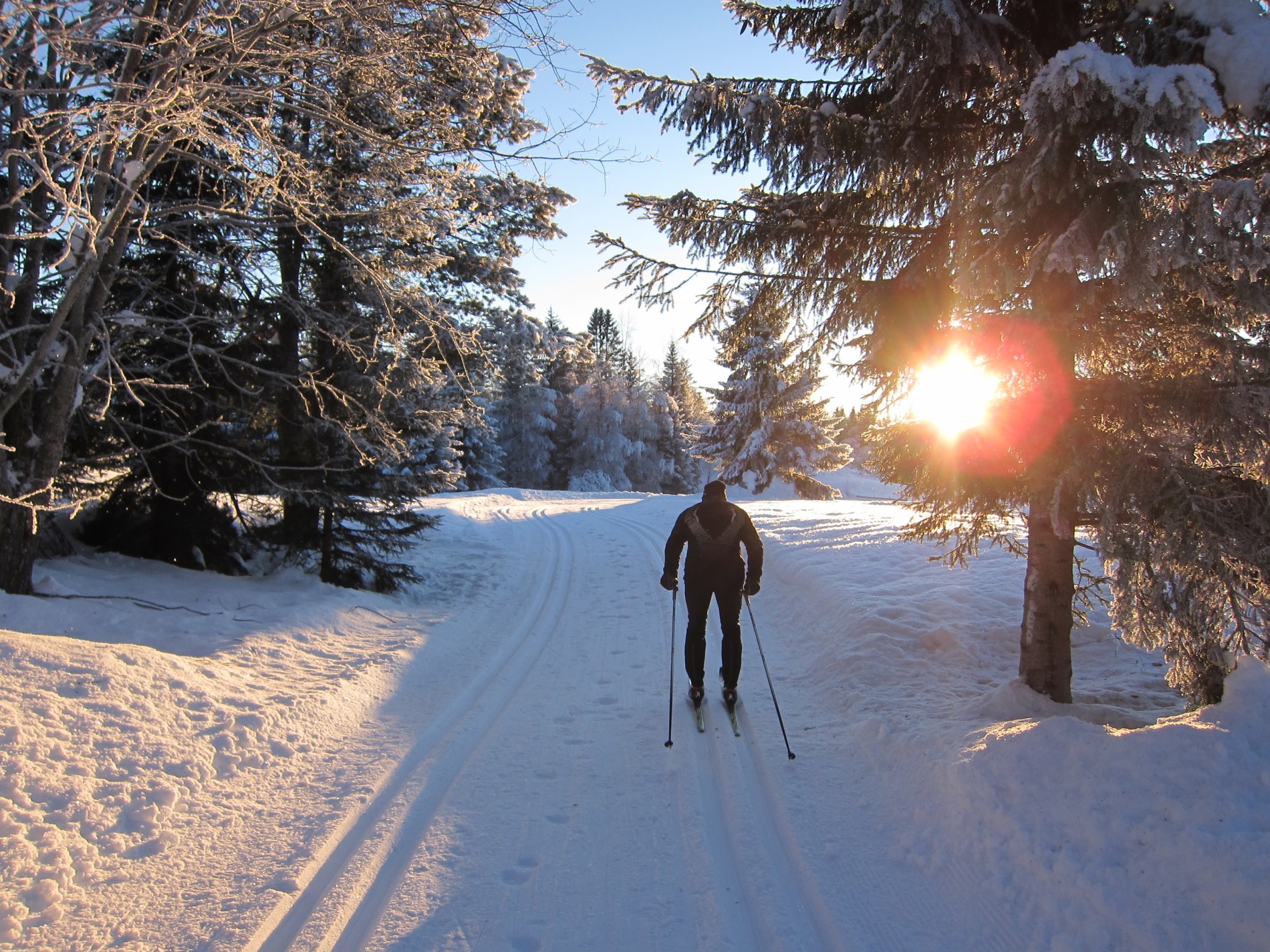 Ut av skogen i ettermiddagssol