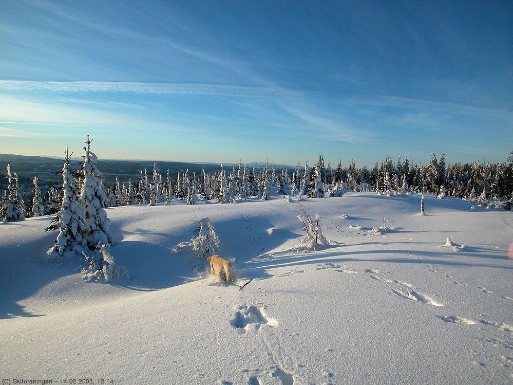 Utsikt nordover fra Vidvangen