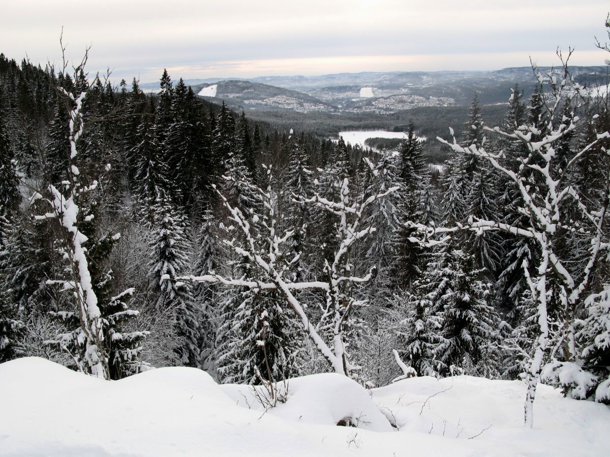 Utsikten fra Tjærgrashøgda