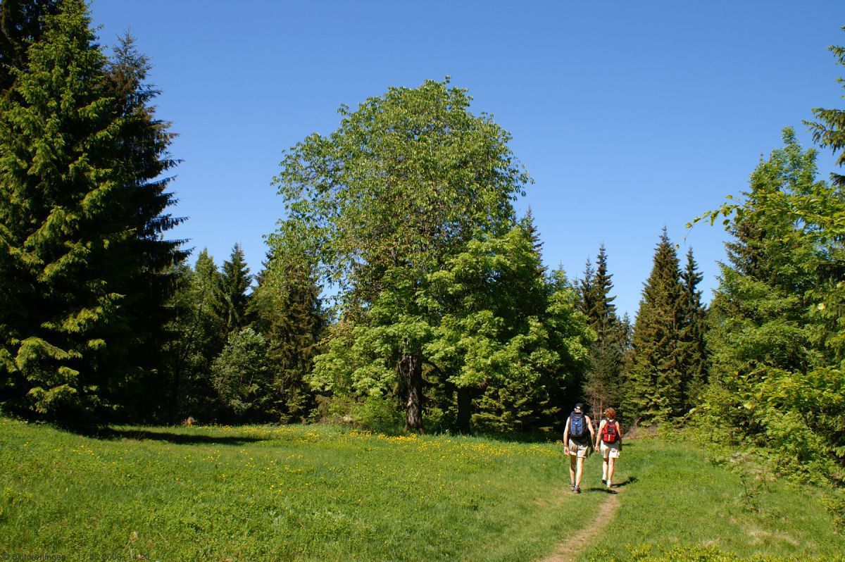 Vakker junidag på Reistadvollen
