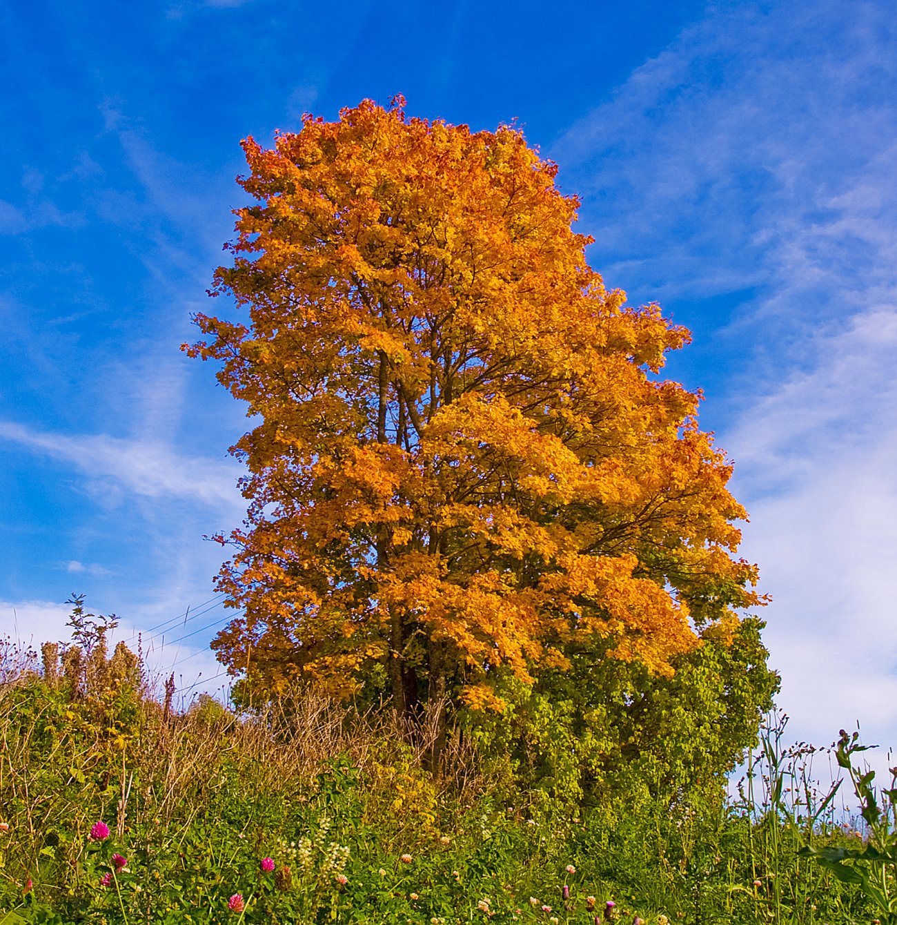 Vakre høstfarger ved Burud