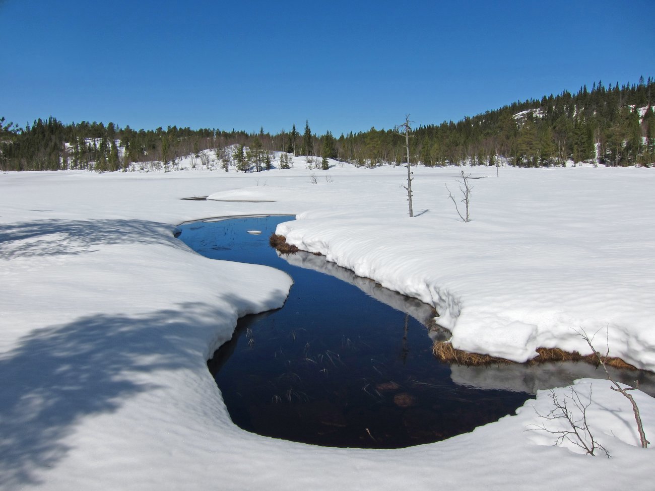 Vambutjern har startet våren