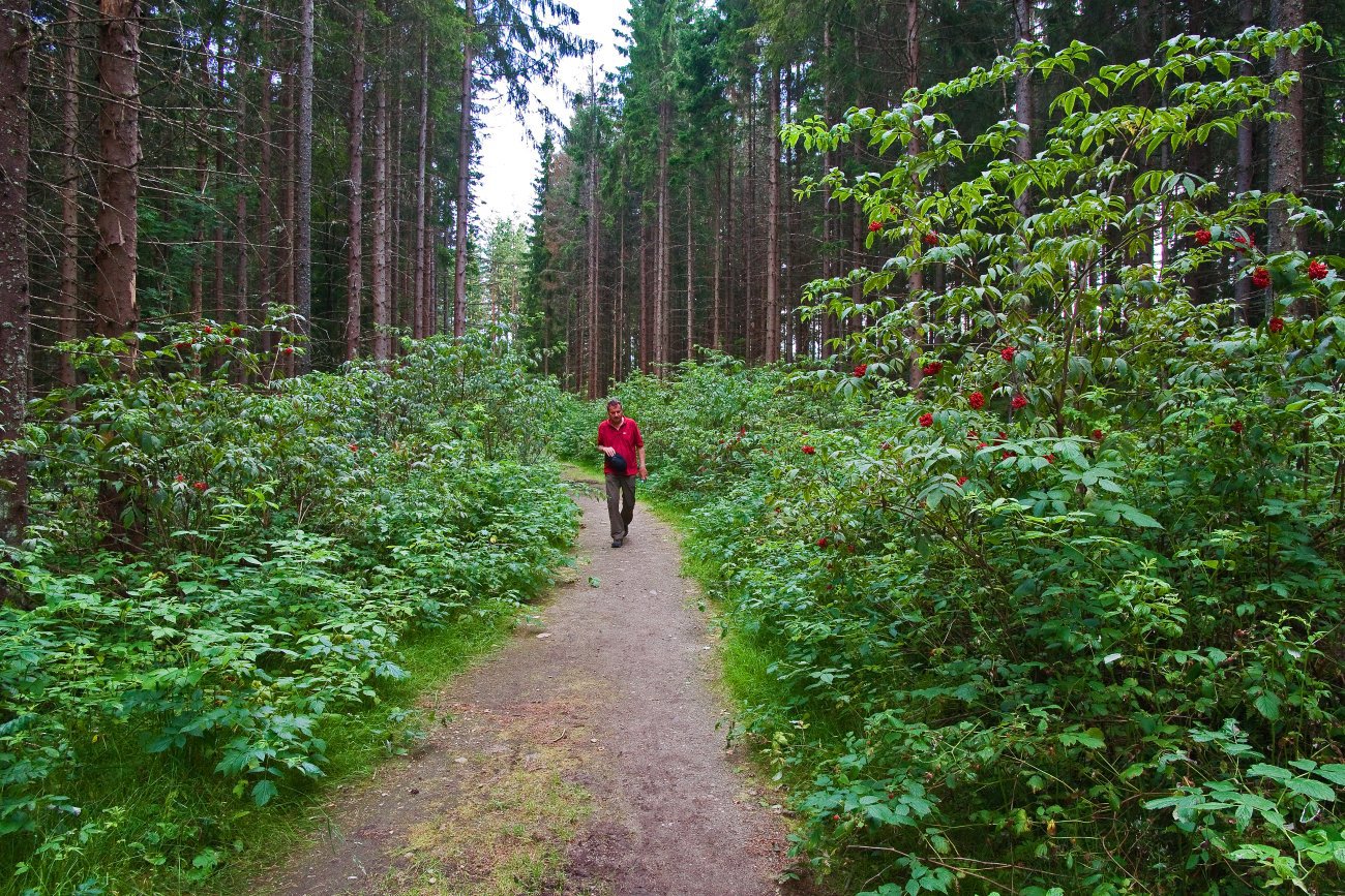 Vandring i grønn verden
