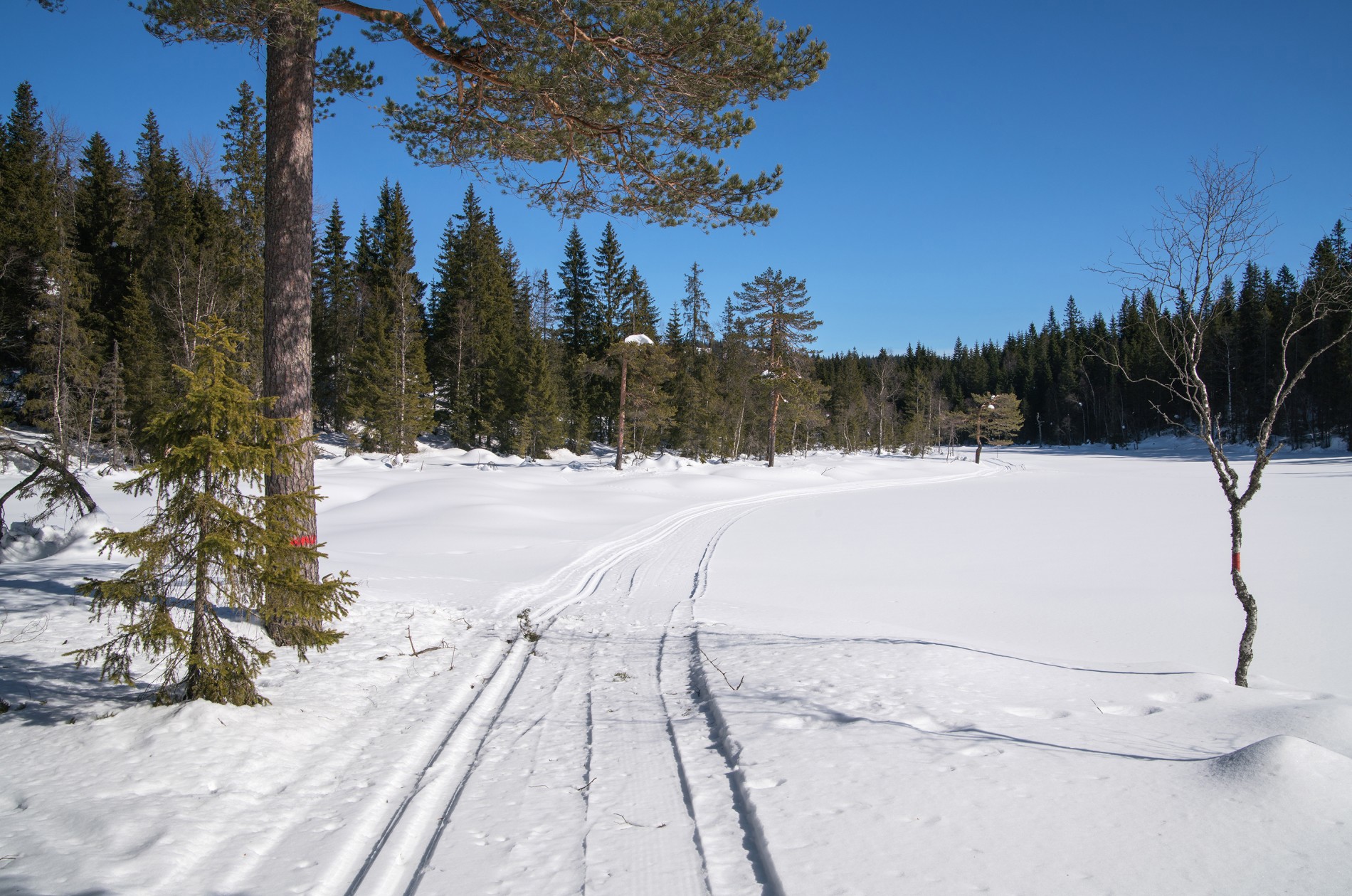 Vårdag ved Molikskulpen
