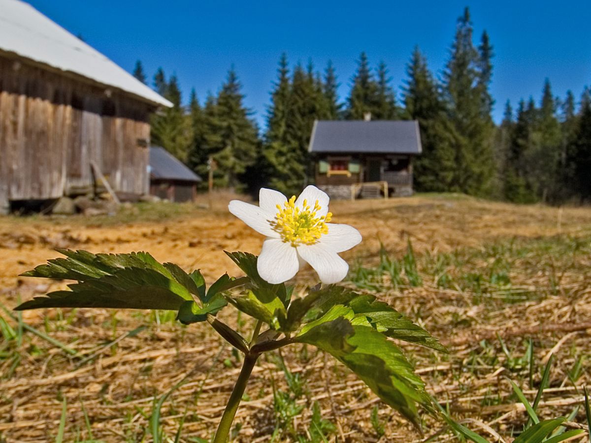 Våren har kommet til Vensåsseter