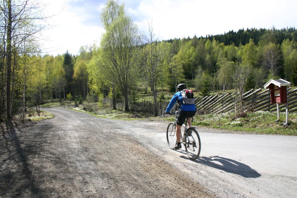 Vårgrønt ved Finnerud