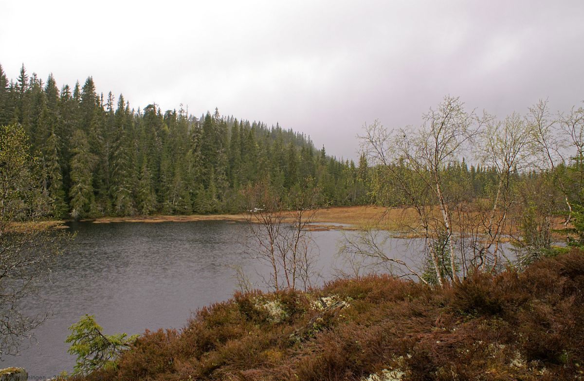 Vått og kjølig ved Bjørneputten og Åbortjernshøgda