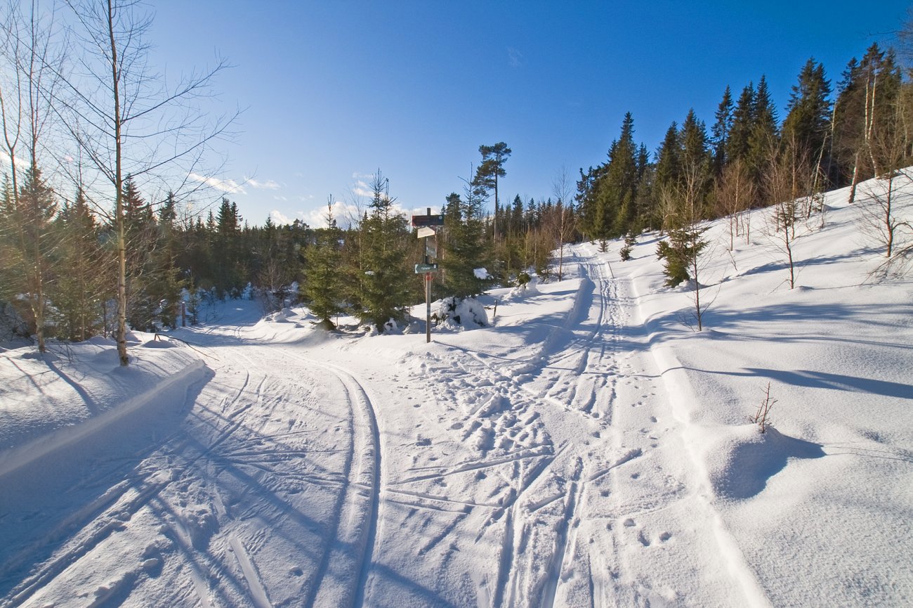 Ved et løypeskille på Krokskogen