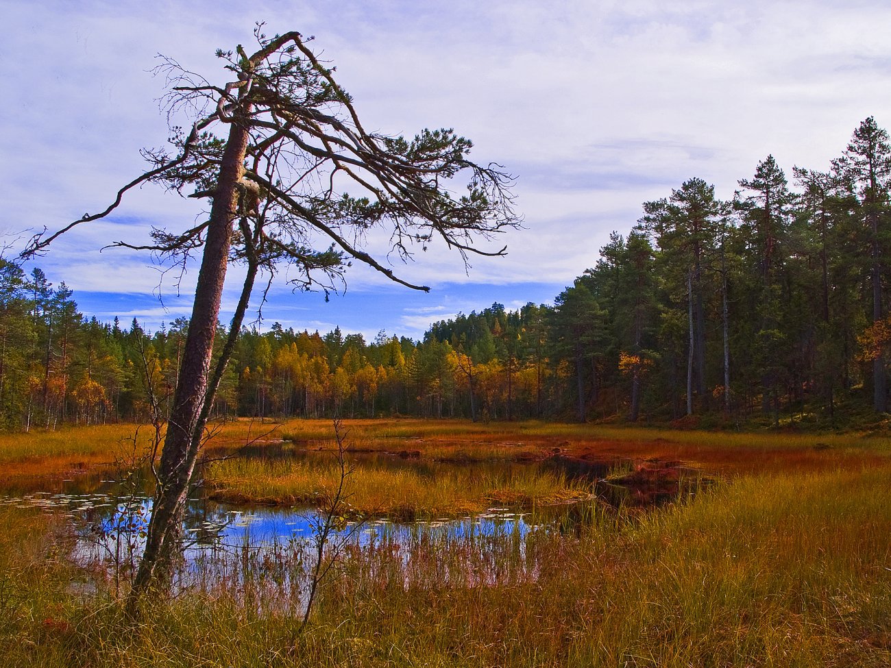 Ved myrputten øst for Myrseter