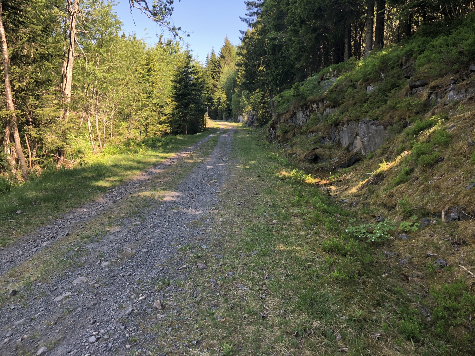 Veien til Damvann ved Haveråsen