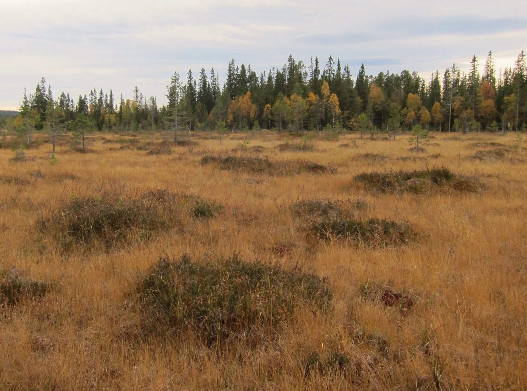 Vindflomyrene på første oktoberdag