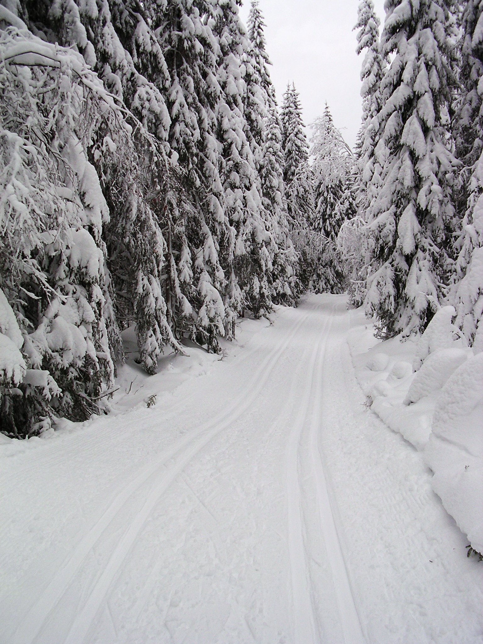 Vinter på Krokskogen