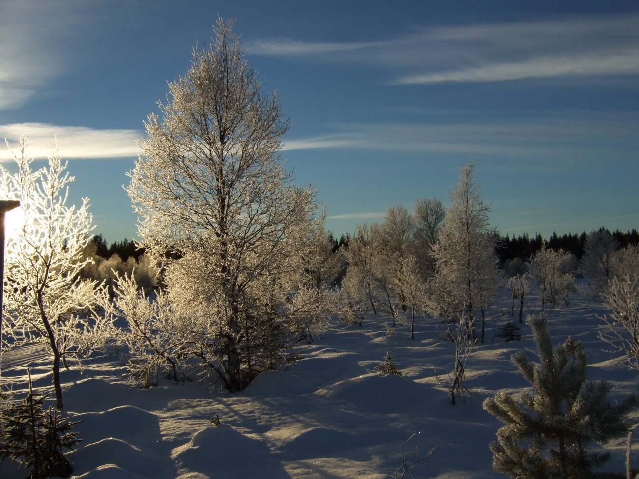 Vinterbilde fra Rødgårdsmyra