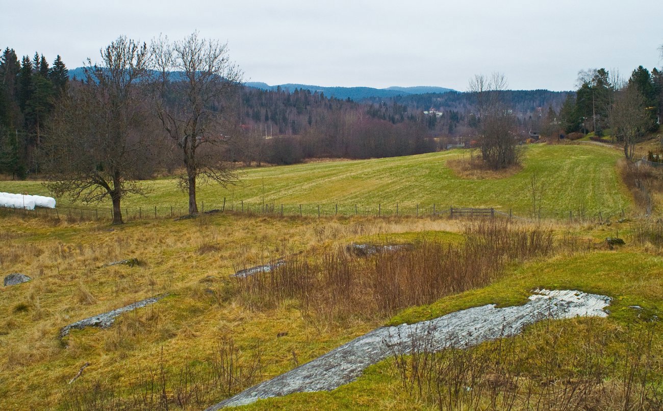 Vintergrønt på Sauejordet