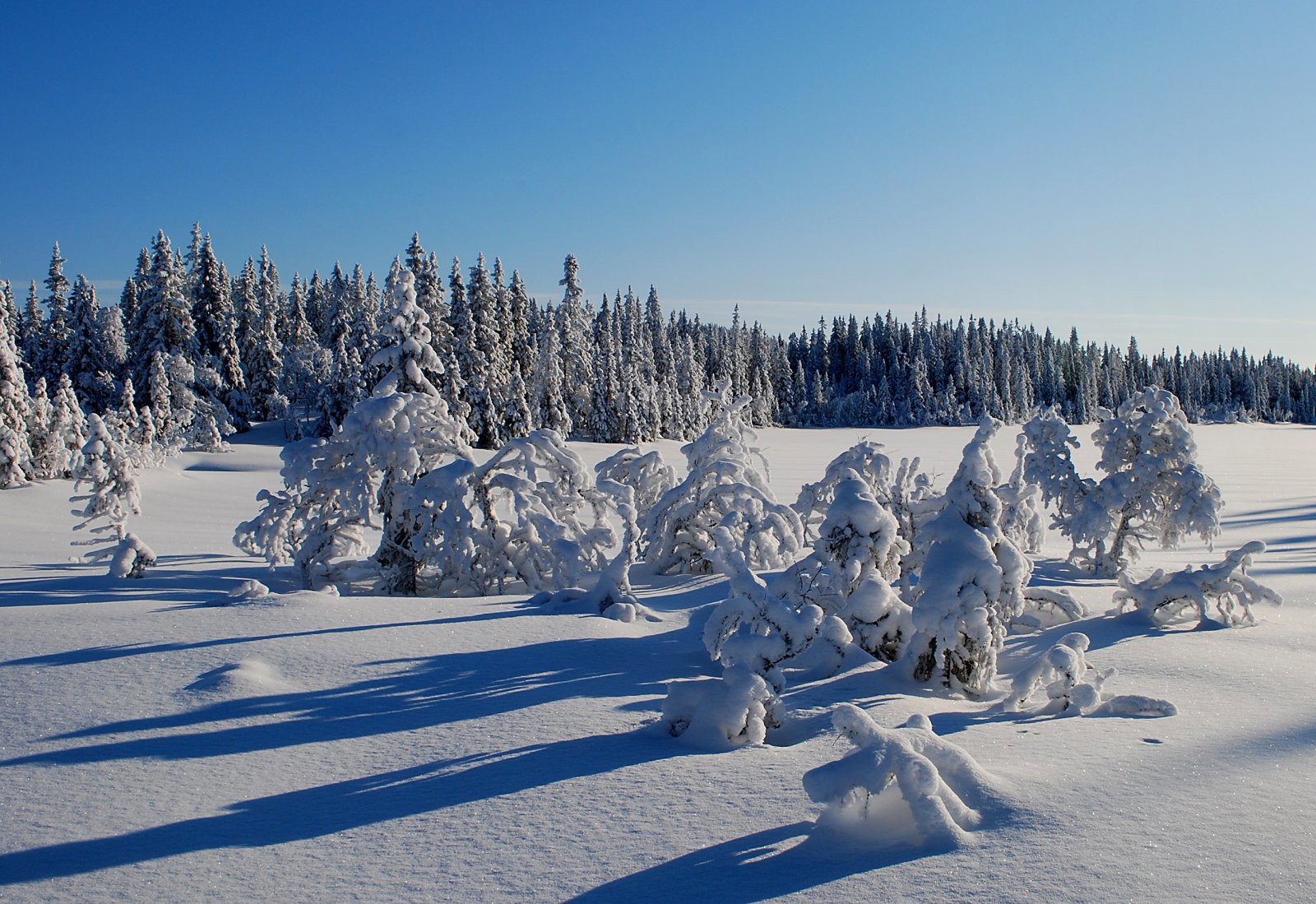 Vinteridyll ved Midttjennet
