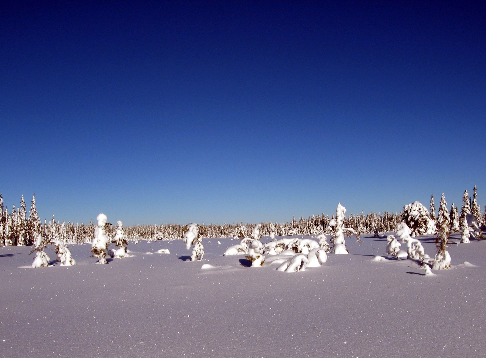 Vinterpanorama på Lushaugmyrene