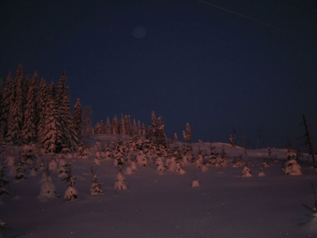 Vinterskog i tidlig morgenlys