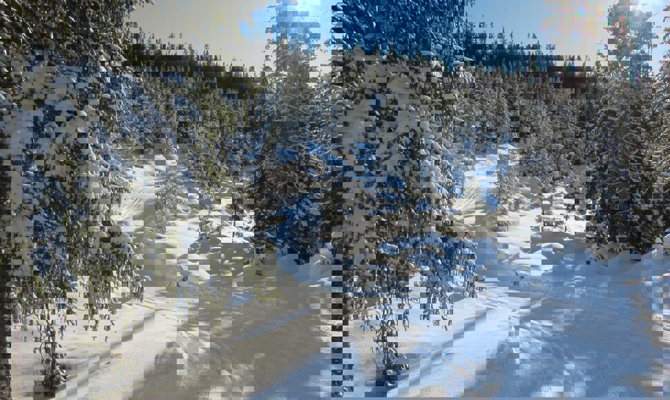 Gjennom skogen i Fløytildalen