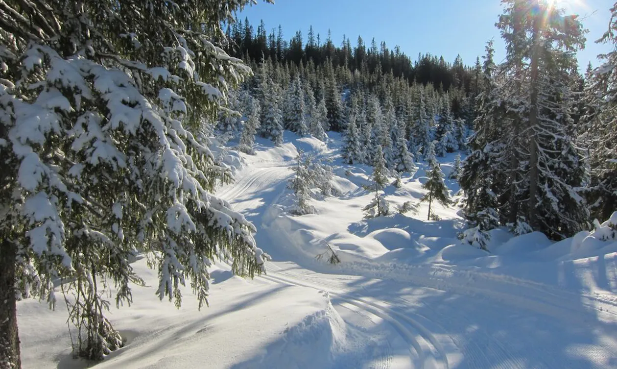 Gjennom skogen i Fløytildalen Gjennom skogen i Fløytildalen