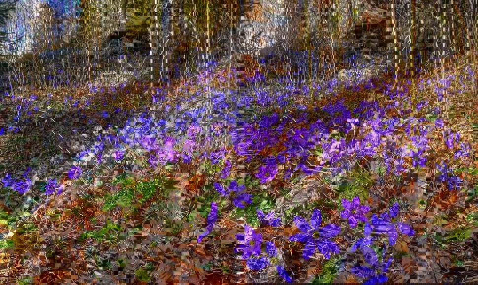 Blåveisteppe ved Fleskum