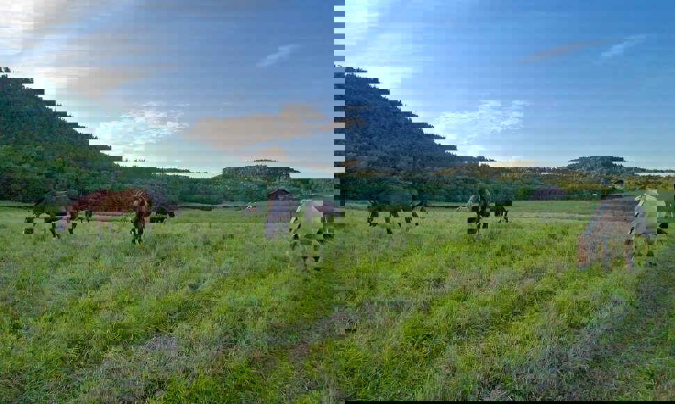 Lørdagsidyll på Dalbo