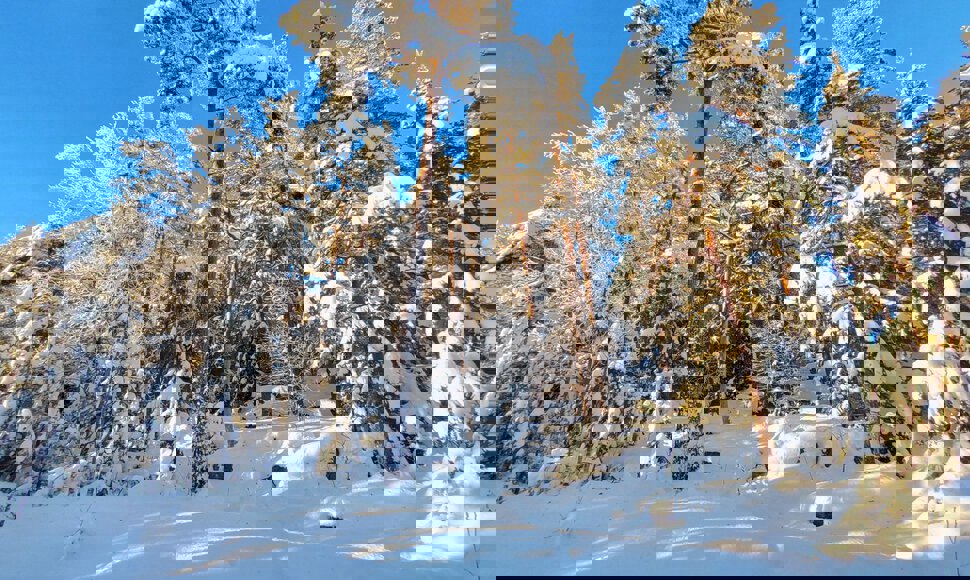 Flott furuskog langs Flisløypa